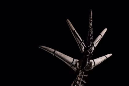 Stegosauruksen luurangon huutokauppa