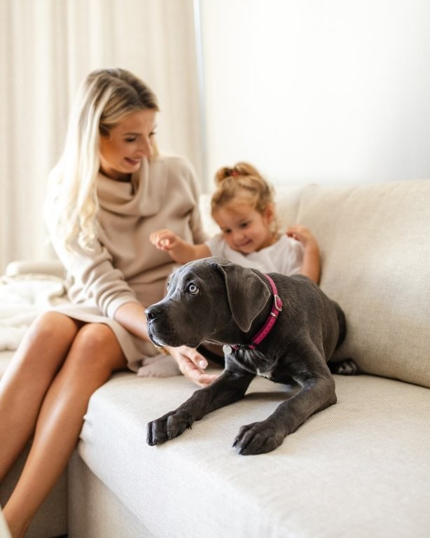 Koira Linea Mare -hotellissa