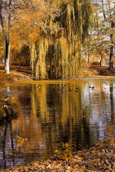 Linnut Manor House Span puistossa